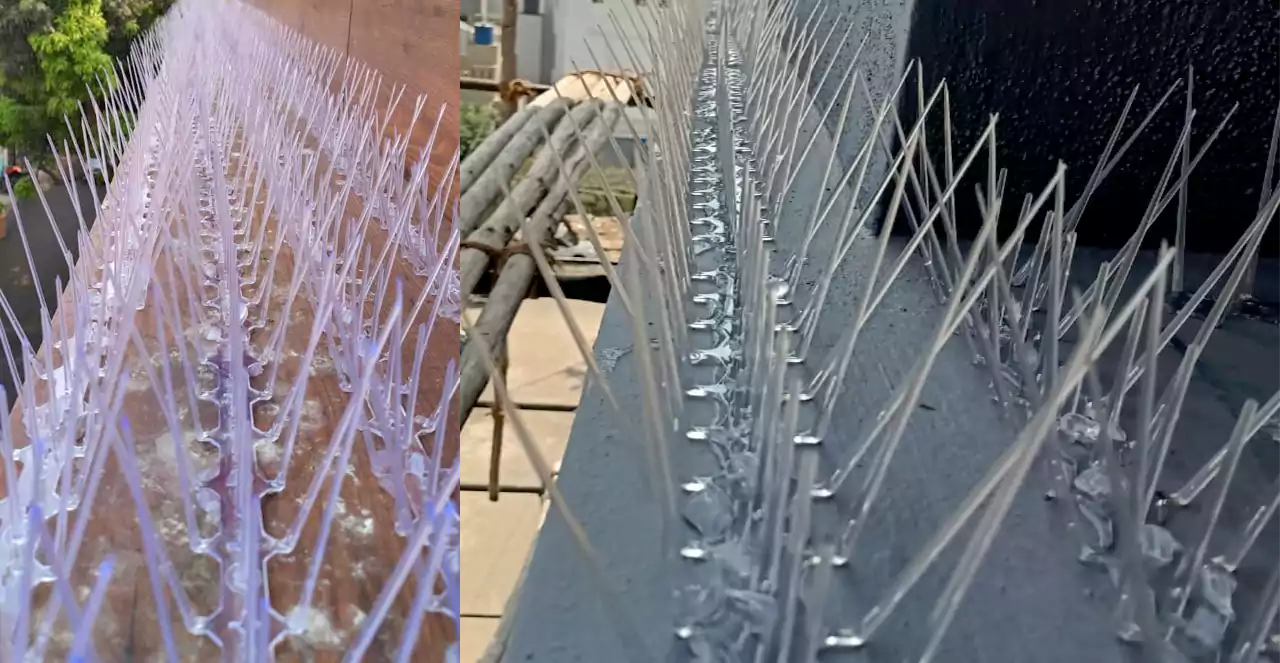 Bird Spikes