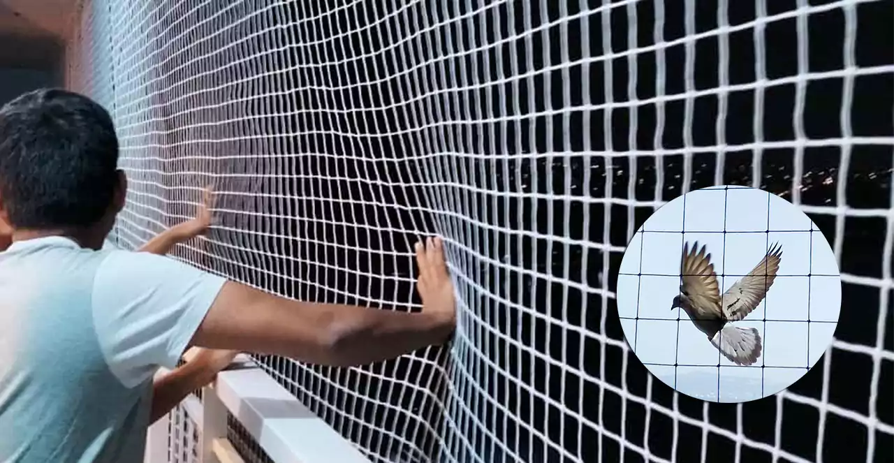 Sparrow Protection Nets