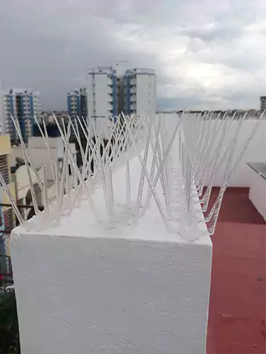 Bird Spikes