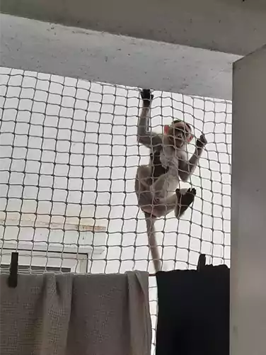 Monkey Net for Balcony