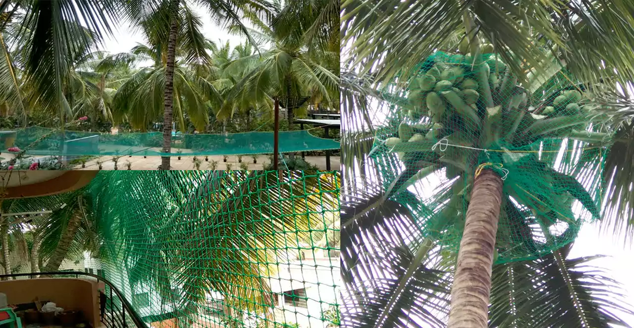 Coconut Tree Safety Nets